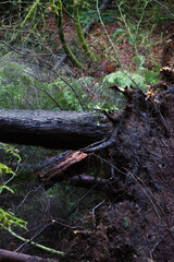 fallen tree in the forest