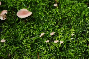 milking bonnet or milk-drop (Mycena galopus)