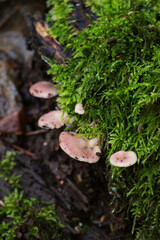 milking bonnet or milk-drop (Mycena galopus)