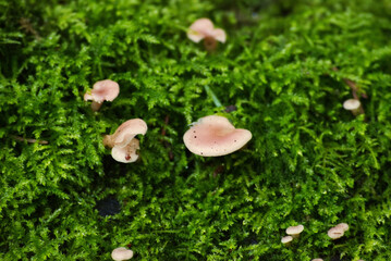 milking bonnet or milk-drop (Mycena galopus)