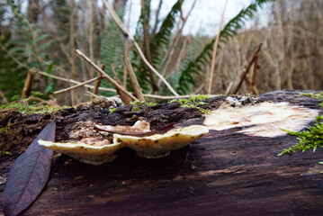 Mushroom on log
