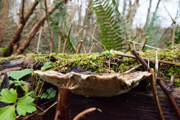 Mushroom on log