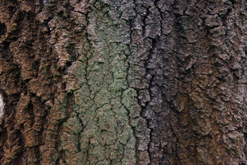 Colorful tree bark