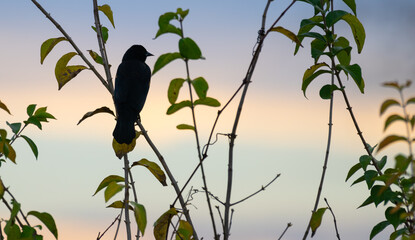 Red-winged blackbird in silhouette was it perches on a plant at sunset.