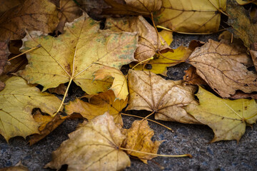 Fallen leaves