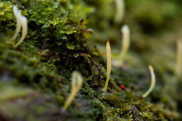 Closeup of a small and slender Multiclavula mucida growing on a decaying, moist tree trunk of a...