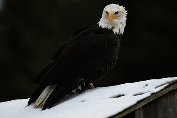 Bald Eagle Perching on Roof