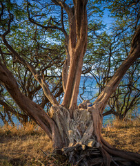Ancient Tree Growing on a Hilltop Above the Ocean in Hawaii.