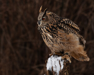 Eurasian Eagle-Owl on a snowy perch