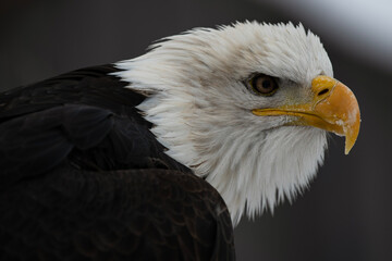 Bald Eagle Portrait Close Up