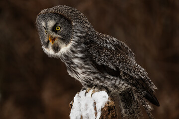Great Grey Owl Sitting on a Perch