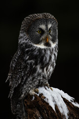 Great Grey Owl on a Perch
