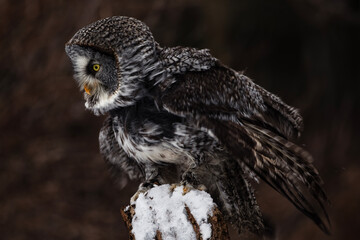 Great Grey Owl Sitting on a Perch