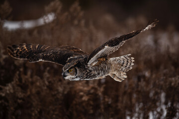 Great Horned Owl in Flight