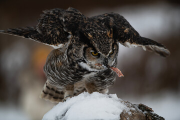 Great Horned Owl Eating Chicken Strip