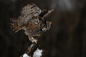 Great Horned Owl Flapping its wings