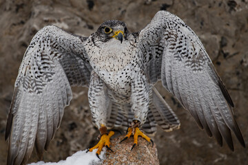 Gryfalcon Perched on a Rock with Wings Spread