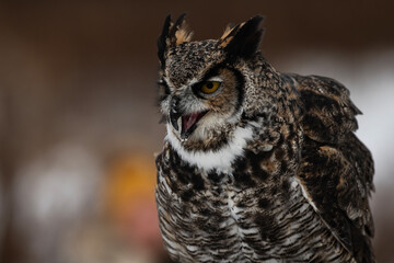 Great Horned Owl