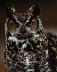 Great Horned Owl