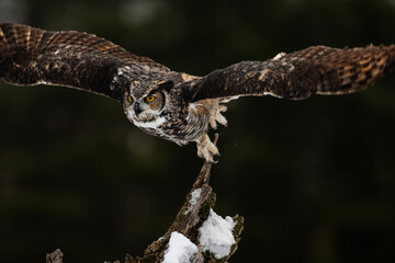 Great Horned Owl