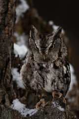 Eastern Screech Owl Perhed on Tree
