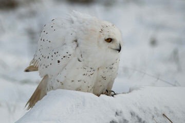 Snowy Owl in a field