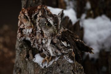 Eastern Screech Owls Perhed on Tree