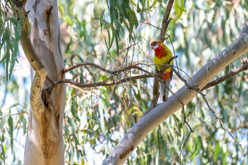 Eastern Rosella in a gum tree