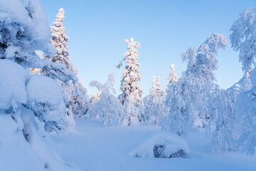 Snowy and frosty forest on a calm and cold evening in february on a Valtavaara near Kuusamo, Northern Finland