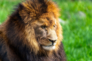 African Lion ready for a nap