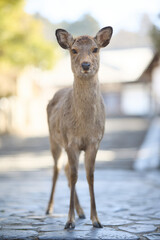 奈良公園の鹿