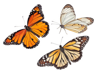 Fototapeta premium Colorful butterflies showcasing vibrant patterns and delicate wings in natural display isolated on transparent background