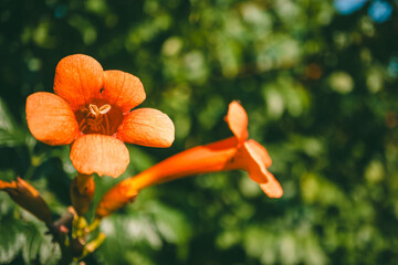 Vibrant red Campsis radicans flower in full bloom under bright sunlight, against a blurred green background, emphasizing its natural beauty and vivid colors.