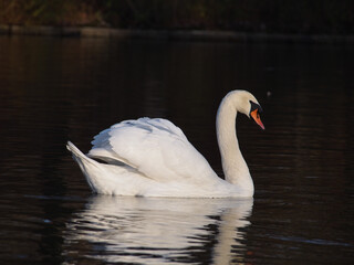 A mute swan (Cygnus olor) on the pond in the Rheinaue park in Bonn, Germany