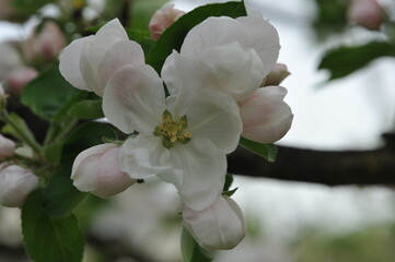 Apple blossom in the garden