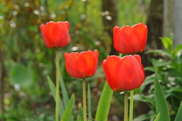 Fototapeta premium Tulips in the garden in early spring