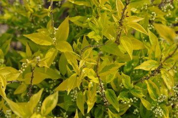 Plant in the garden in spring