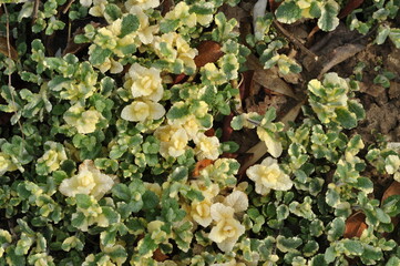 Plant in the garden in spring