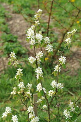 Plant in the garden in spring