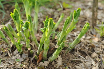 Plant in the garden in spring