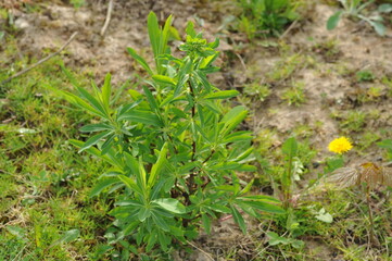 Plant in the garden in spring
