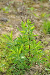 Plant in the garden in spring