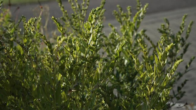 The green stems of Lithospermum officinale, also known as common gromwell or European stoneseed, in the family Boraginaceae. The plant is shown in natural light, highlighting its lush foliage.