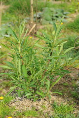 Plant in the garden in spring