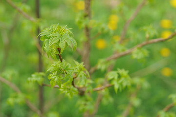Plant in the garden in spring