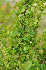 Plant in the garden in spring