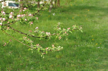 Plant in the garden in spring