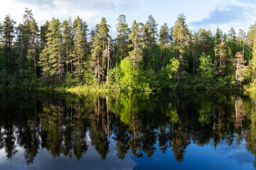 Fototapeta premium A summer evening by Oulanka river in the middle of lush forests in Oulanka National Park, Northern Finland