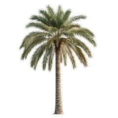 palm tree isolated on white, palm tree vector, palm tree illustration