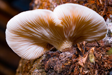 close up of Lentinus squarrosulus Mont group Polyporaceae mushroom. Wild mushroom on wood in the morning. Wood mushroom growing around rotting log. Nature and food concept